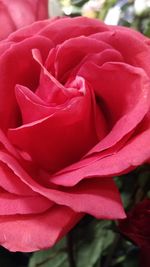 Close-up of red rose