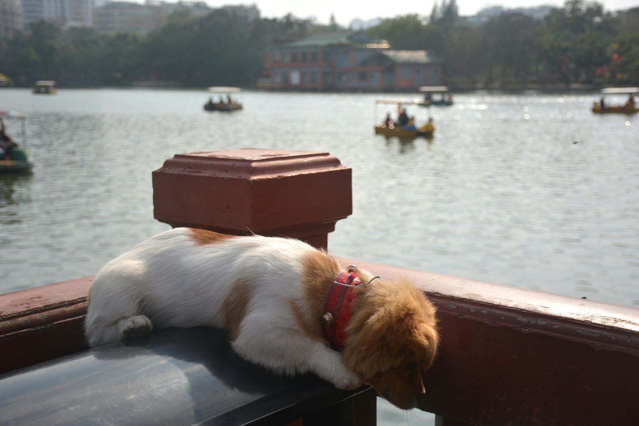 animal themes, water, one animal, lake, focus on foreground, domestic animals, mammal, river, nautical vessel, pier, pets, transportation, mode of transport, dog, boat, sitting, nature, railing, day, rear view
