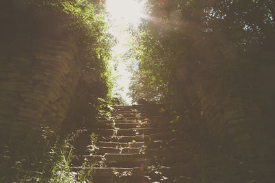 Close-up of trees against sky