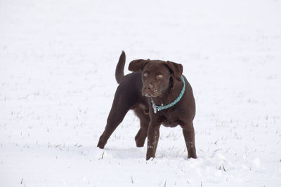 Dog running on snow covered land