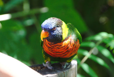 Staring eye of the lorikeet