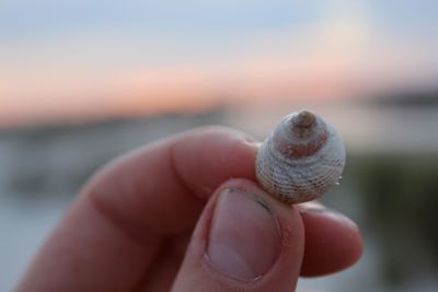 Close-up of hand holding seashell at beach