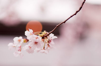 Close-up of cherry blossom tree