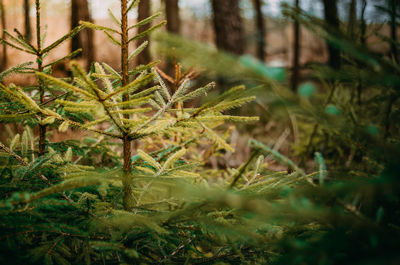 Close-up of tree in forest