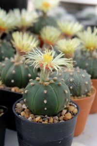 Close-up of succulent plant