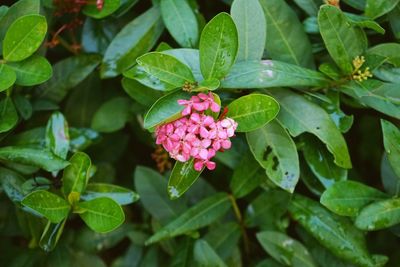 Close-up of pink flowers blooming outdoors