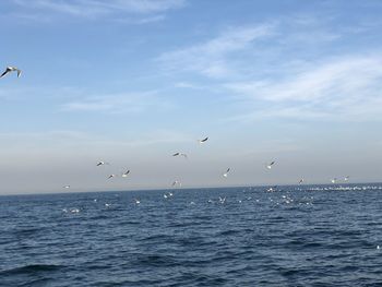 Seagulls flying over sea against sky