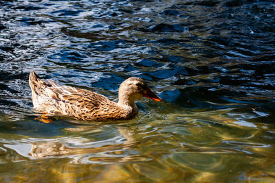 Duck swimming in lake