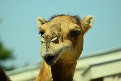 camel