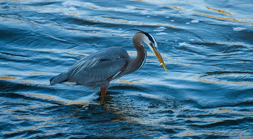 Bird in water