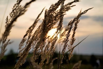 Close-up of stalks in field against sky