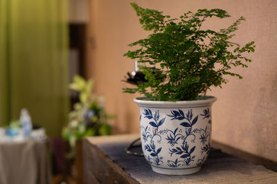 Close-up of potted plant on table at home