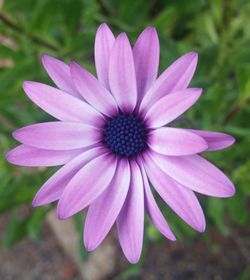 Close-up of pink flower