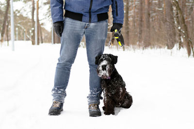 Portrait of black miniature schnauzer near to its owner on a background of winter coniferous forest.