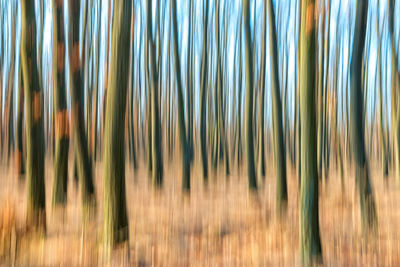 Close-up of grass