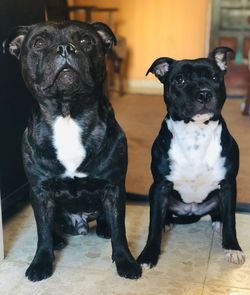 Portrait of black dog sitting at home