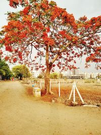 Trees in park