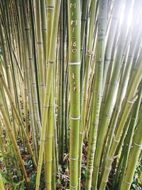 Full frame shot of bamboo plants