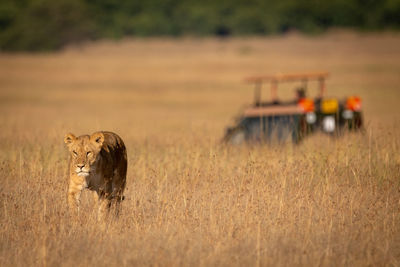 Lioness walking on grassy field