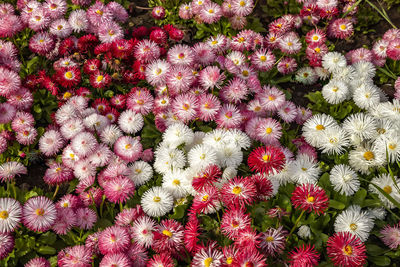 High angle view of pink flowering plants