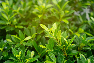 Close-up of plant growing on field