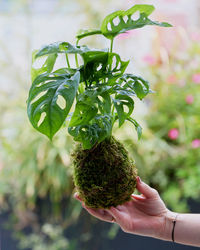 Close-up of hand holding plant