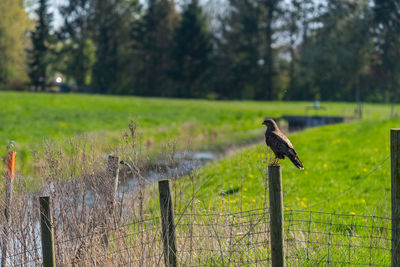 Bird perching on wooden post in field