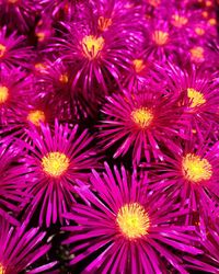 Full frame shot of flowers