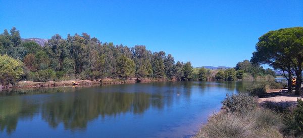 Scenic view of river in forest against clear blue sky