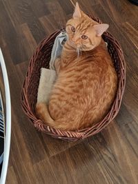 High angle view of cat looking away sitting in basket