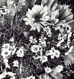Close-up of white flowers