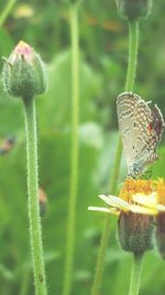 Close-up of butterfly on flower