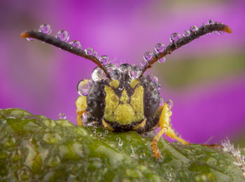 Close-up of insect on purple flower