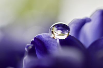 Close-up of purple man