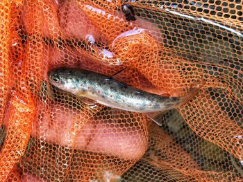 Close-up of fish in sea