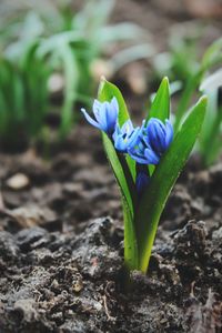 Close-up of purple crocus flowers on land