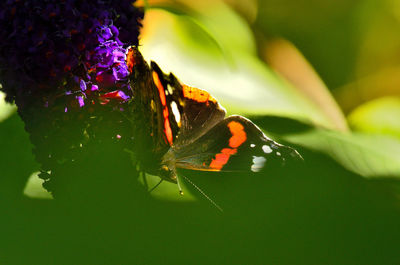 Close-up of butterfly pollinating on flower