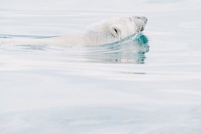 High angle view of seal in sea