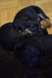 Close-up of a dog sleeping