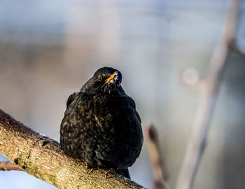 Close-up of blackbird perching on wood