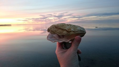 Cropped hand holding shell at beach against sky during sunset