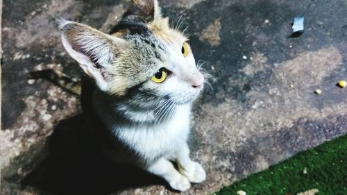 Close-up portrait of cat