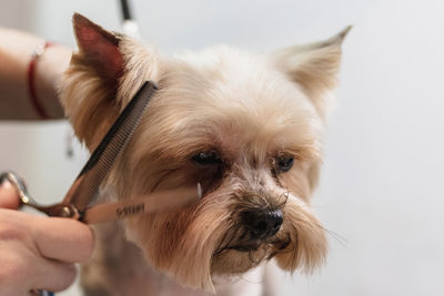 Yorkshire terrier dog gets nail cut hair grooming at salon and pet spa