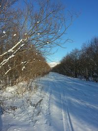 Road passing through forest