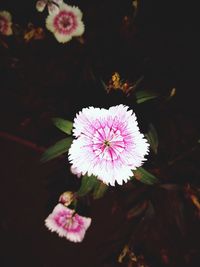 Close-up of purple flower on field