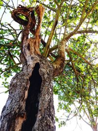 Low angle view of a tree