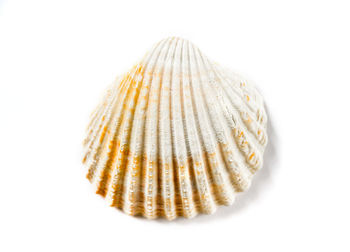 Close-up of shell over white background