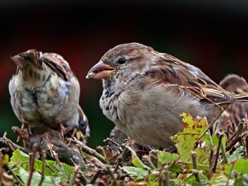 Close-up of birds perching on plant