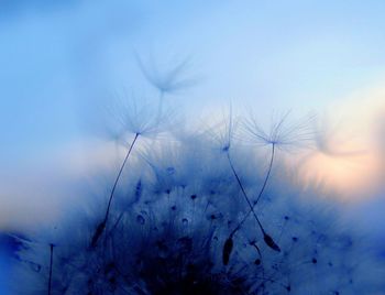 Bare trees against clear sky
