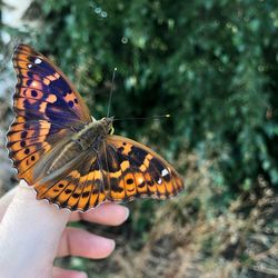 Close-up of butterfly pollinating flower